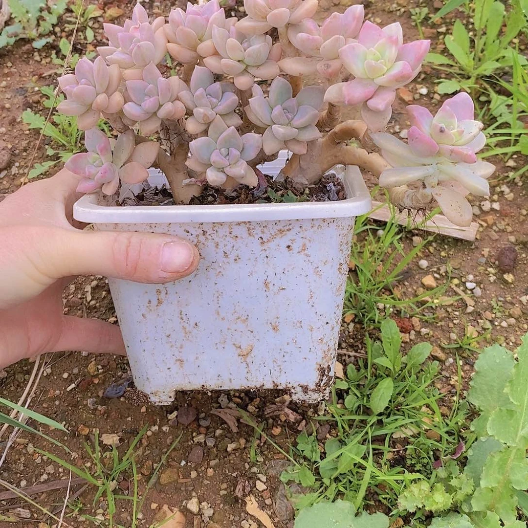 夜**兰1389多肉植物老桩