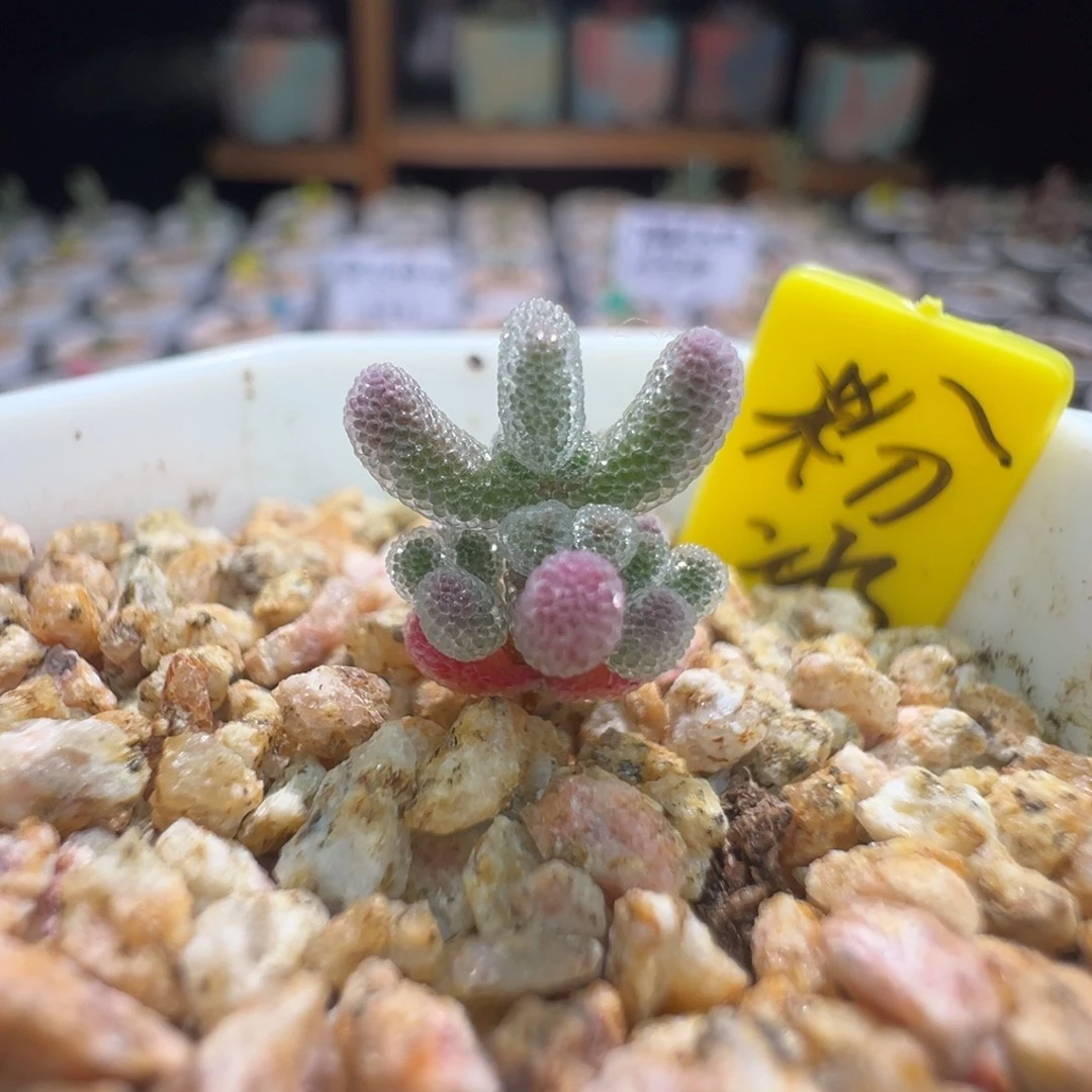 巨厚巨闪，尺寸小，423实生粉冰晶，拍下不退不换