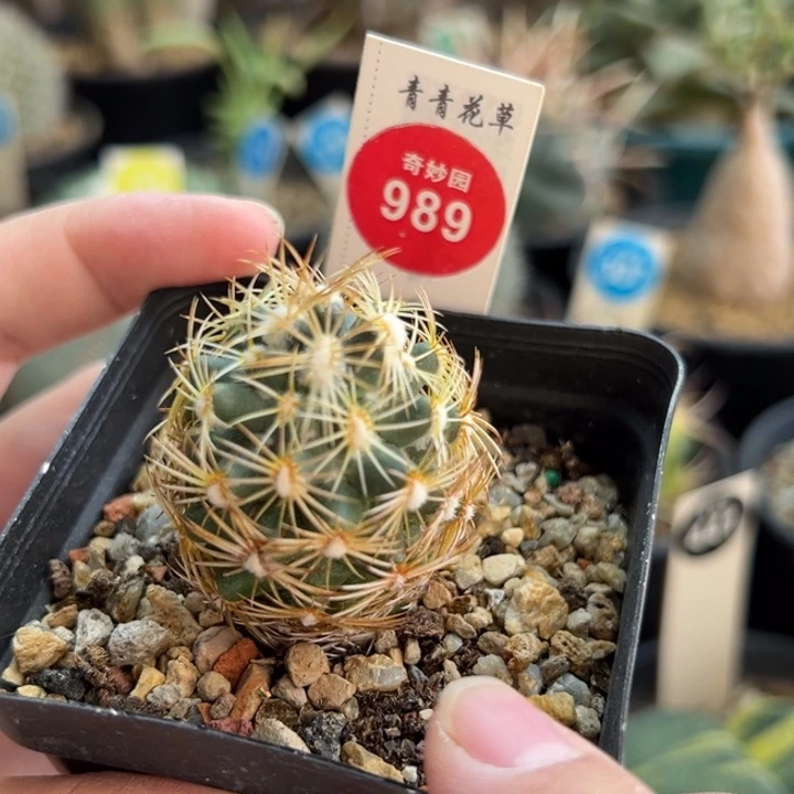 实生顶花狮子奋迅一棵仙人球