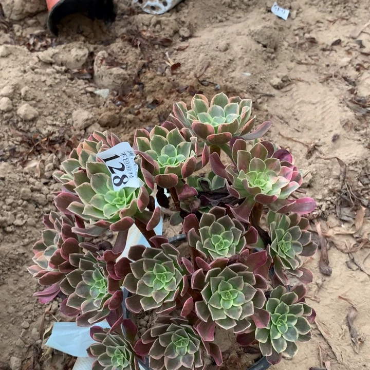 128金丝雀阴阳大绣球动