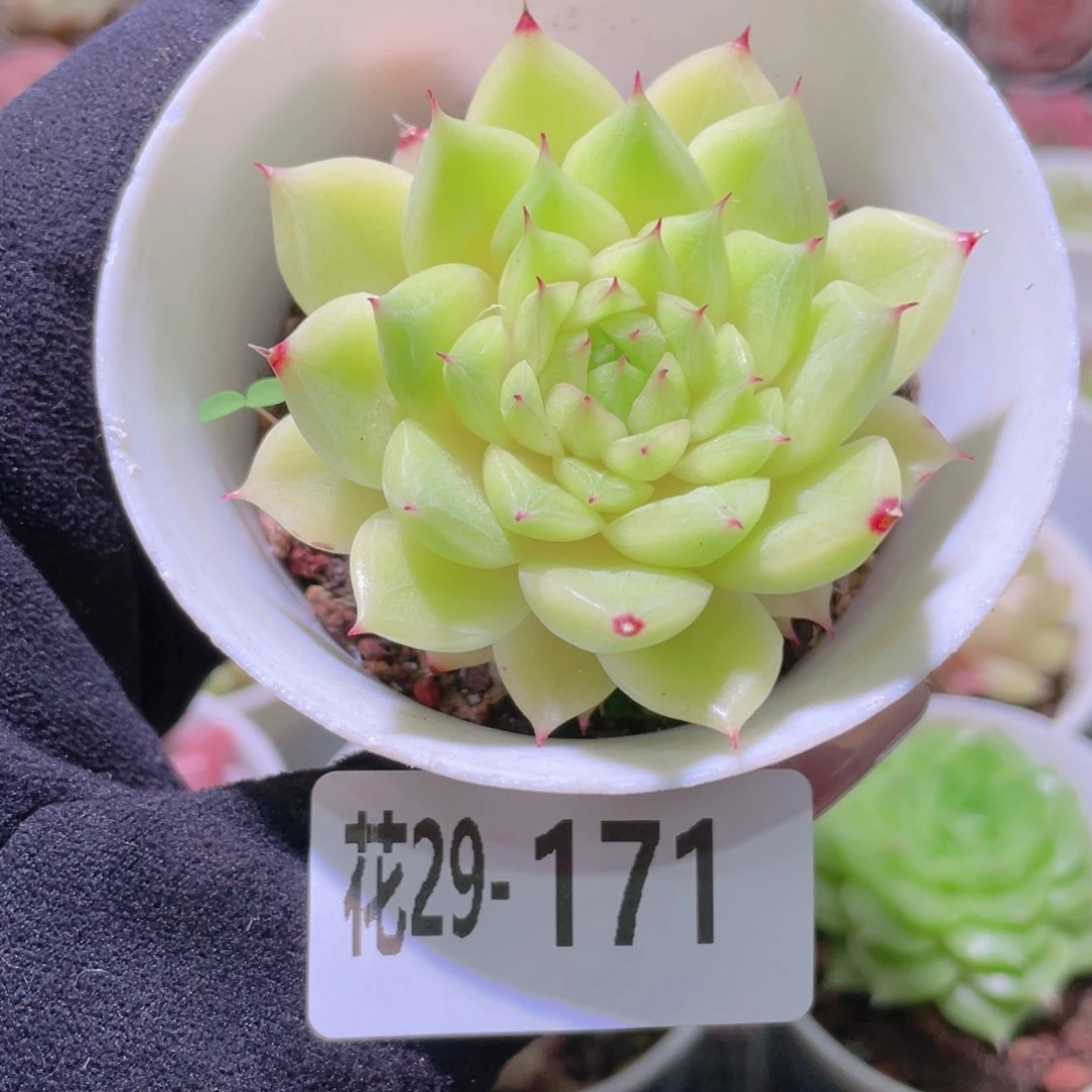 花利美29-171麦秆