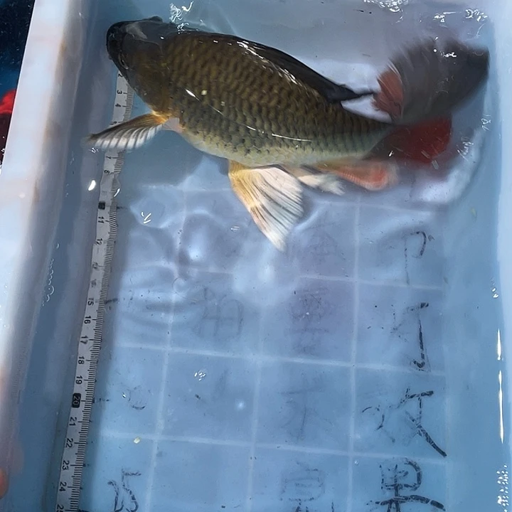 蝴蝶鲤鱼渔场直发42