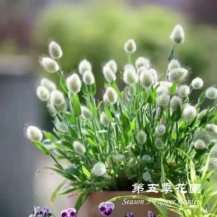 第五季花圃 兔尾草 春季开花 耐寒草本植物 庭院花园阳台盆栽花苗