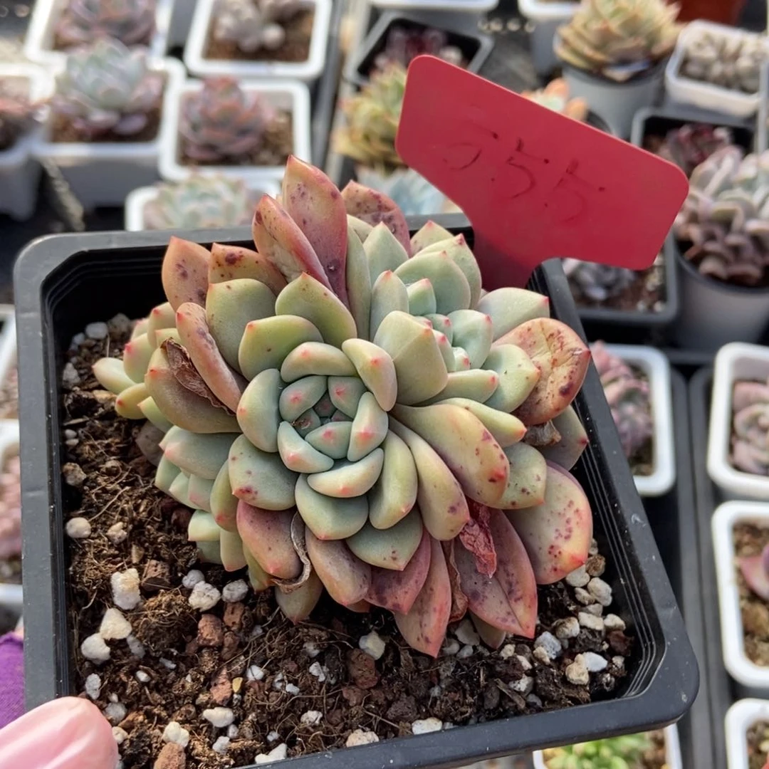 555爱丽儿多肉植物保护