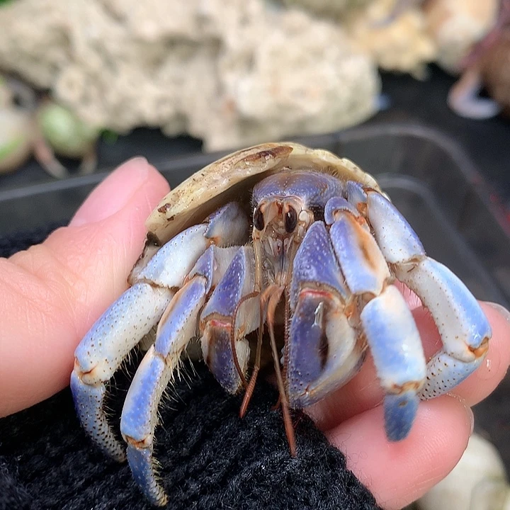 2.5口径奔跑的寄居蟹26号