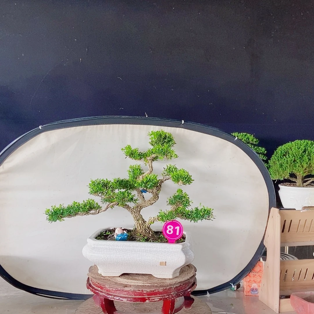 无花朵广东小叶黄杨