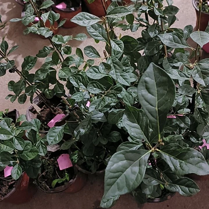 无花朵梦美月带花苞