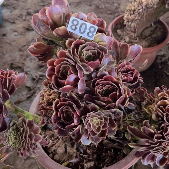 快***英多肉植物一种欧嘉莉