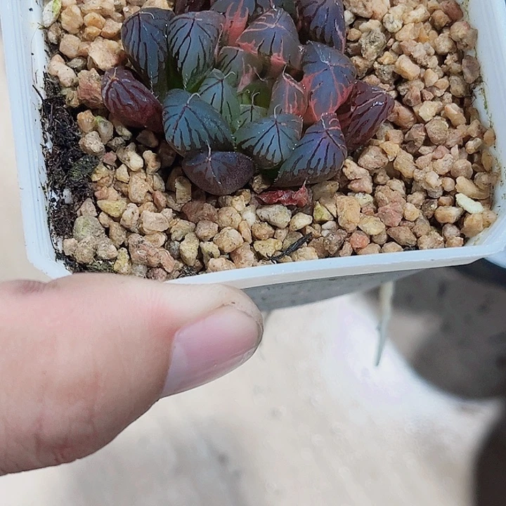好看的一灯雨露锦