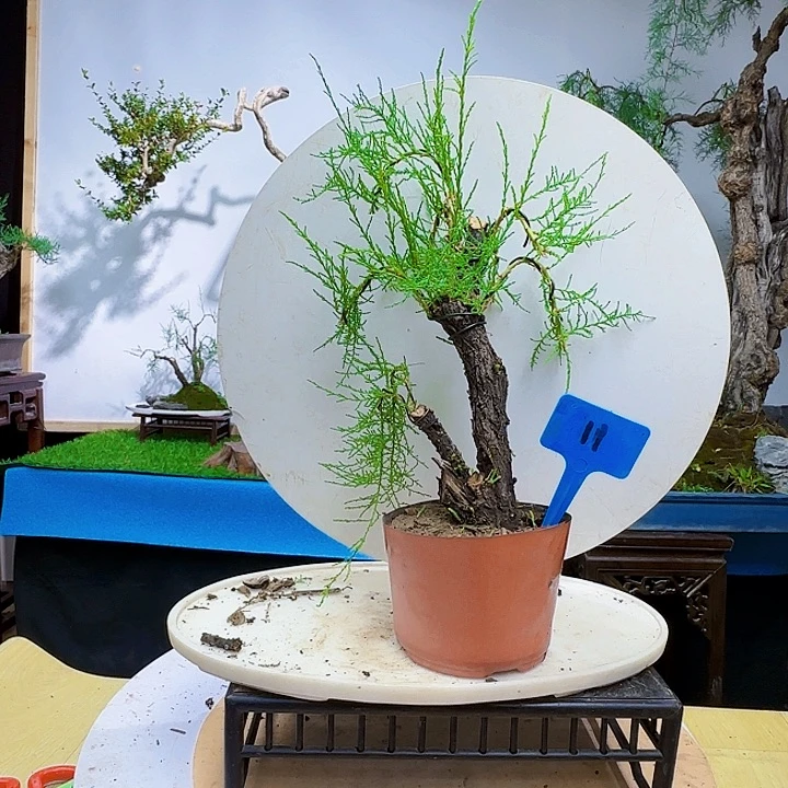 用***9无花朵三春柳柽柳带盆包邮