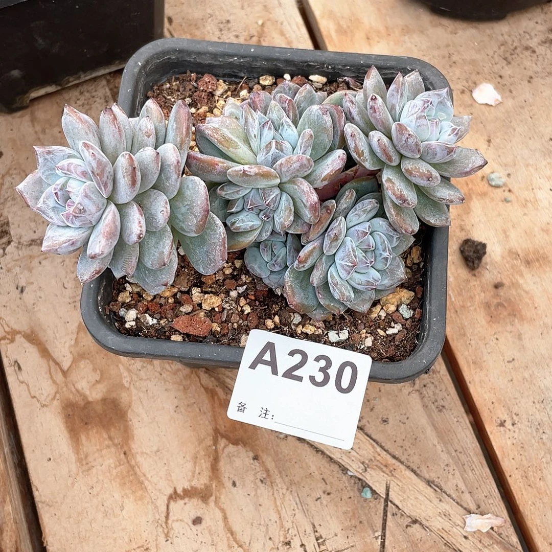 烟***晨230多肉植物多肉植物