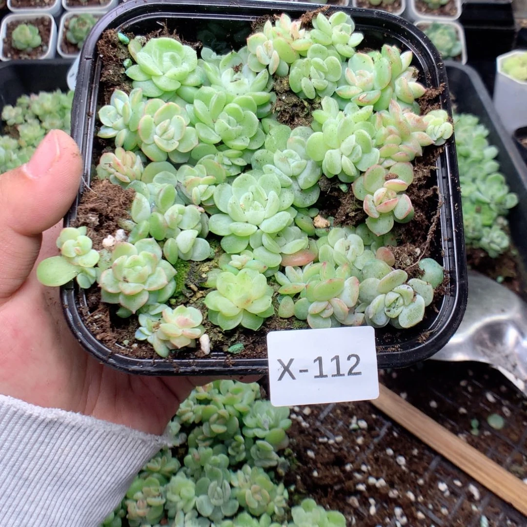 网***9无花朵X112英语英语