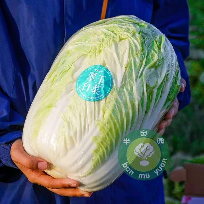 半亩园新疆有机翠玉白菜1颗装8斤±200g(成都/新疆发货）