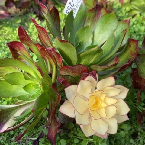 253嫁接魅影砍过满25包邮多肉