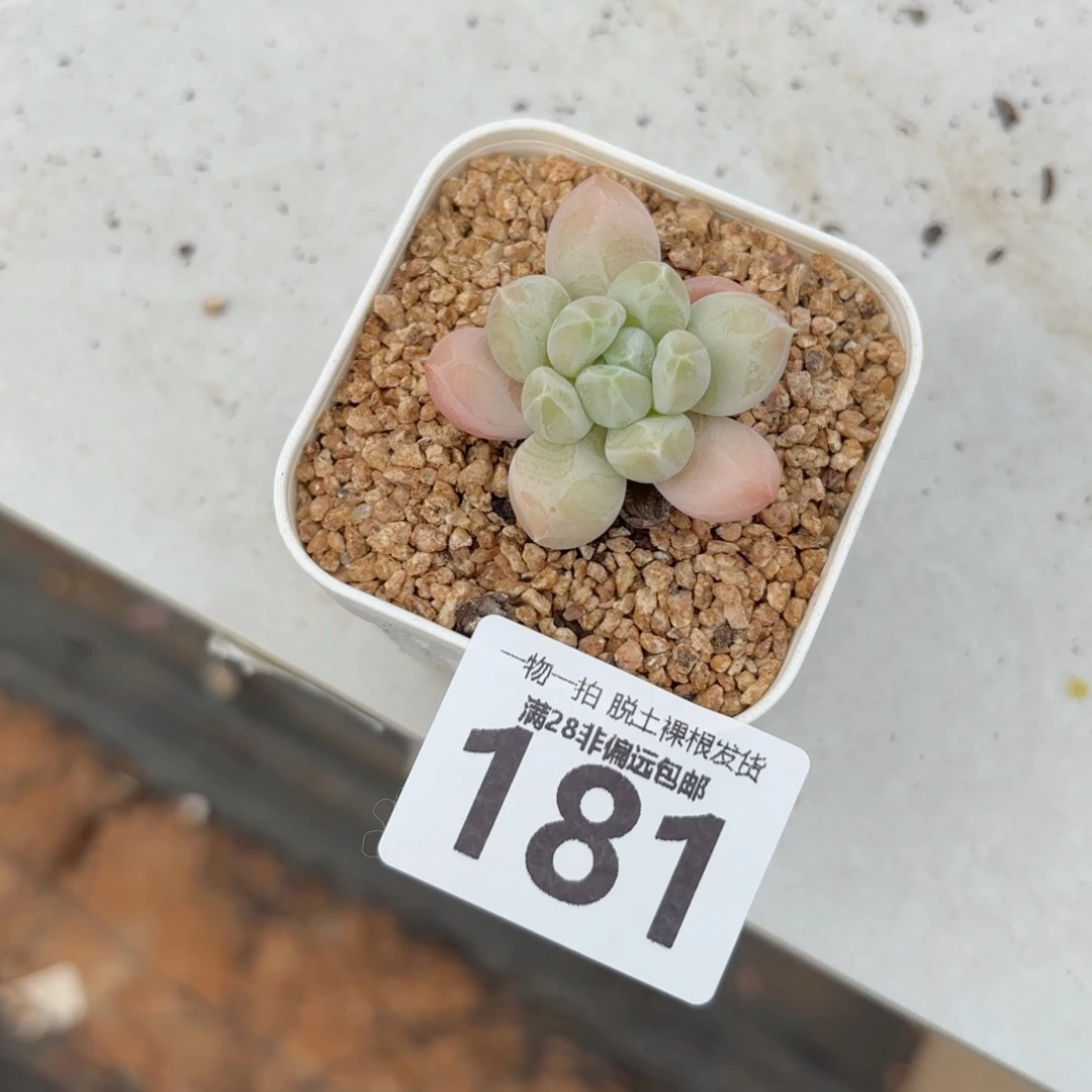 三色奶单头无盆土发货