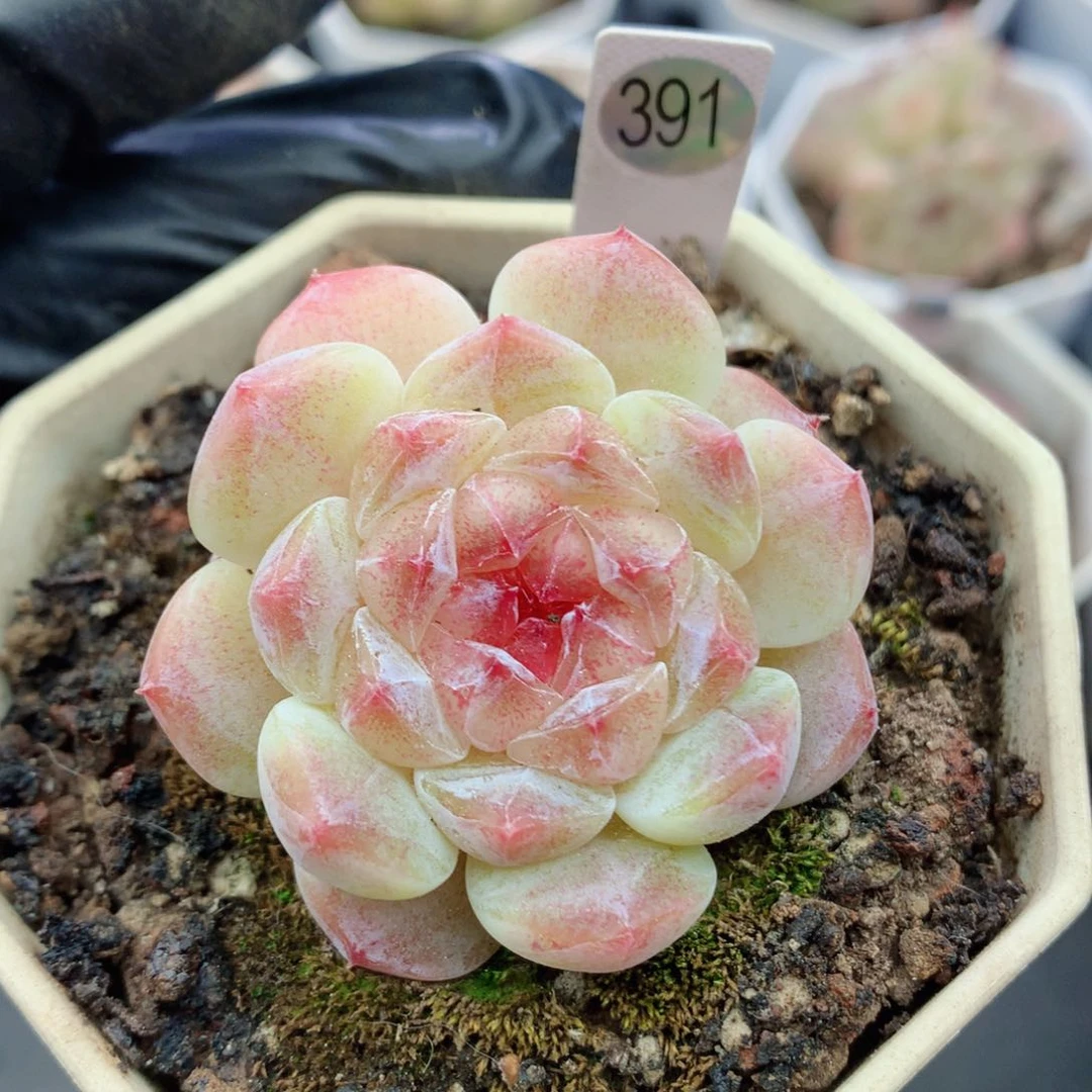 冰魄58包邮  群生不包整391