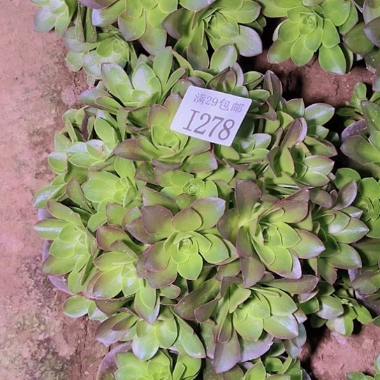 278魅金玫瑰多肉植物