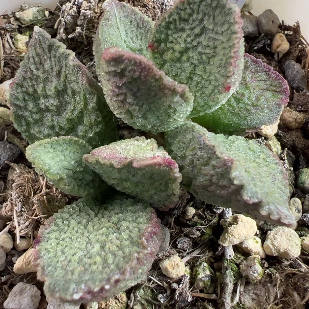 实生新品多头纯木质桩多肉植物