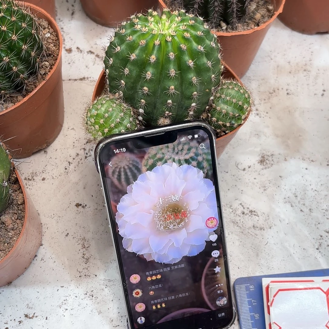 一***诺彩草13姨7公分左右