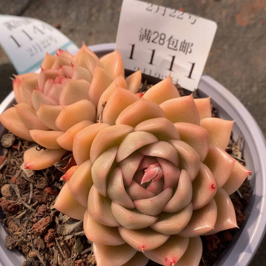 【闪购商品】云1111