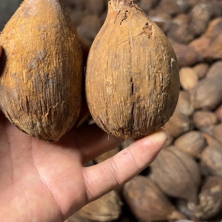 吊坠千眼菩提千眼菩提 100 号。