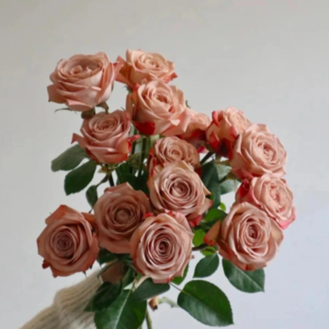 【10支卡布奇诺玫瑰】衡阳同城鲜花免费配送到家