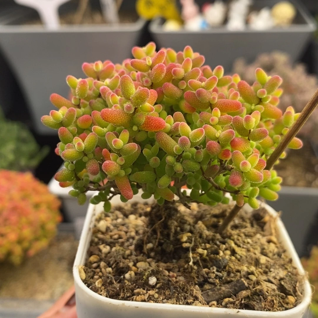 完全开放32号蜜橘糖球（6.5cm）