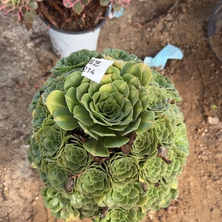 五彩琉璃大手捧多肉植物214