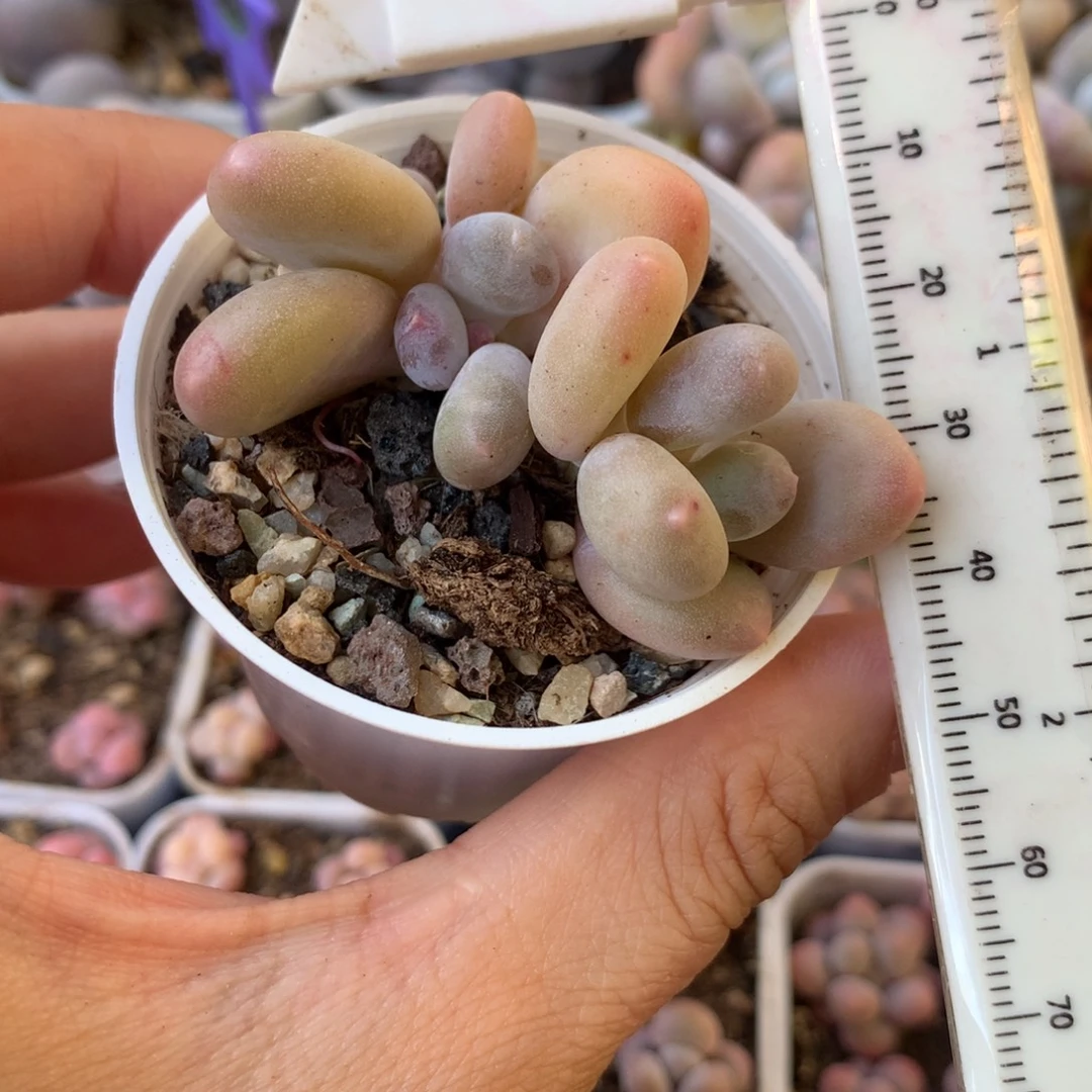 蛋黄  不凑满28元发一片叶 不售后 到付