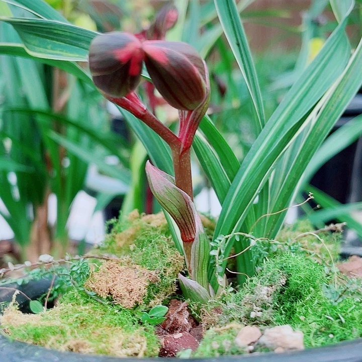 云***业完全开放一物一漂亮开花