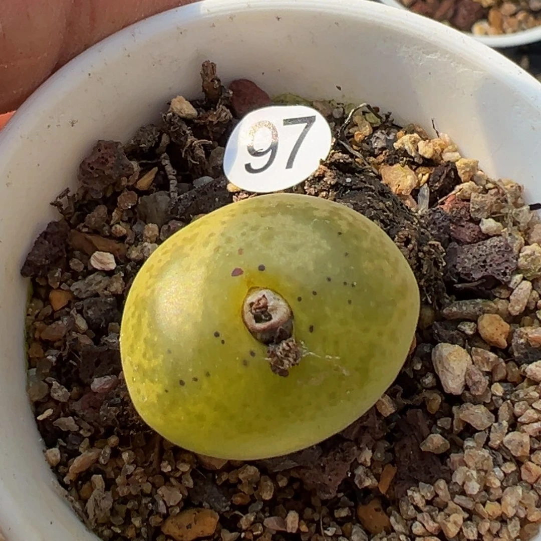 东**旺多肉植物11111111111111111