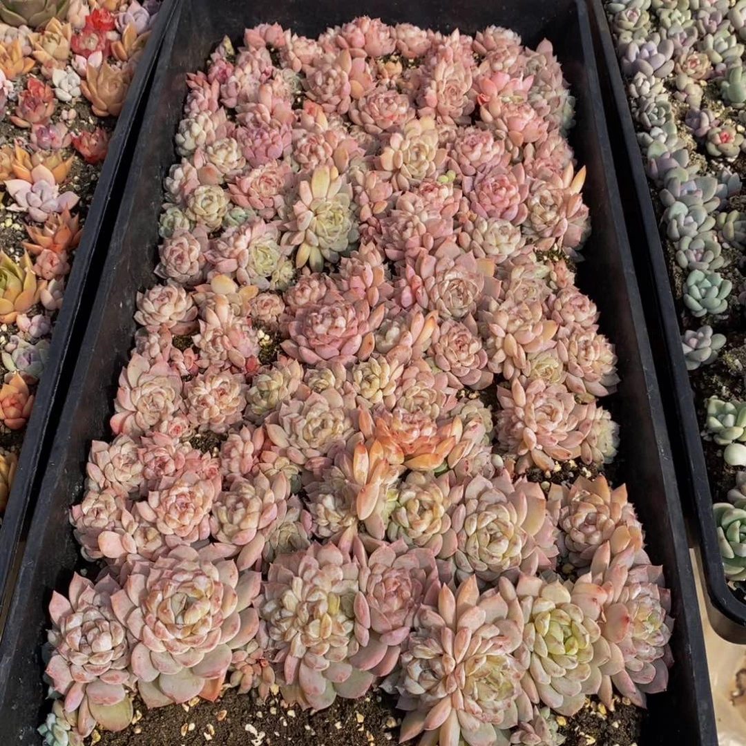 二*初033多肉植物保护研究所所长助理