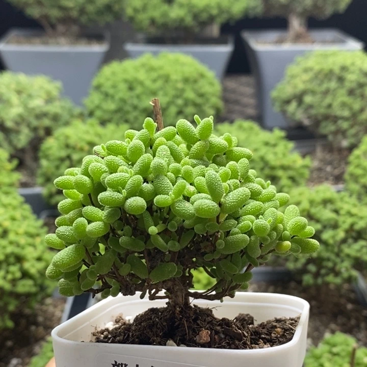 A***️蜜橘糖球7963枝干番杏