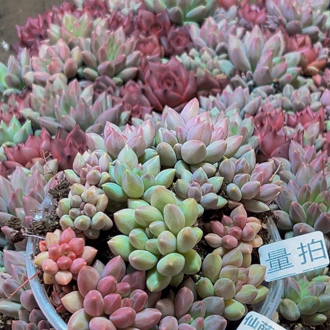 641多肉量拍一盒保底10颗