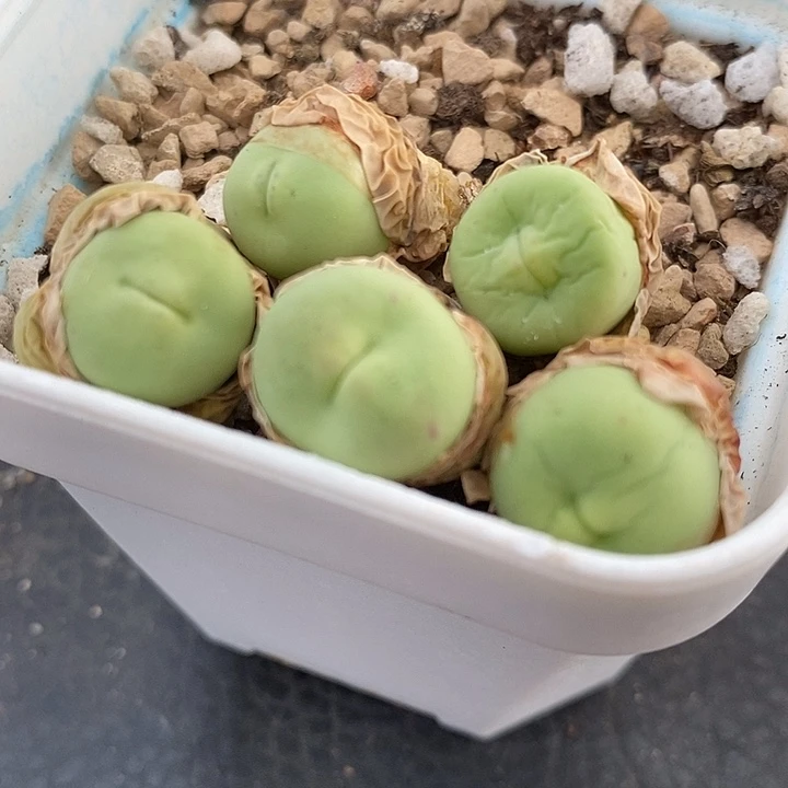 2975嘟嘟嘴小红嘴一颗