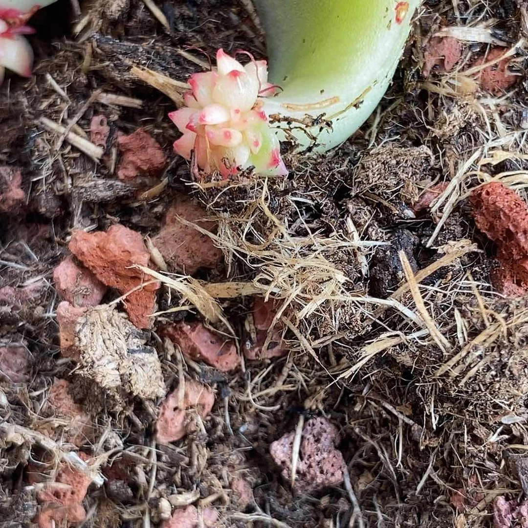 1286月亮石锦多肉植物哇啦塞