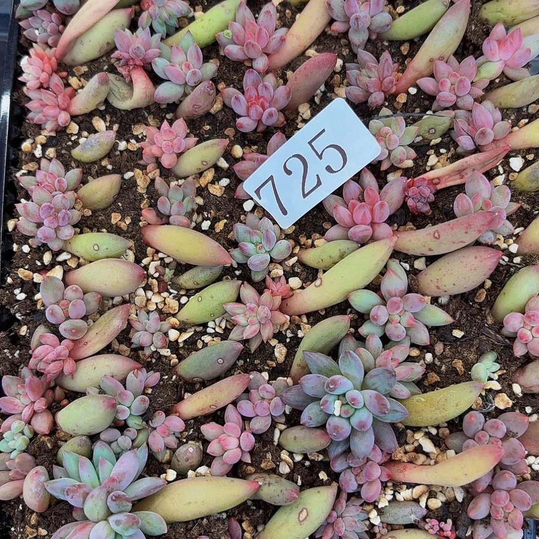 囡***囝多肉植物多肉植物725