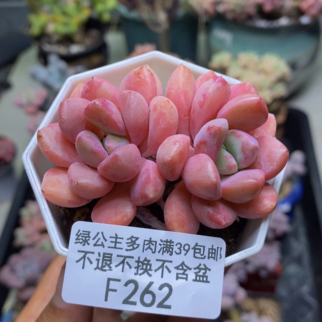 262粉桃花多肉5c m