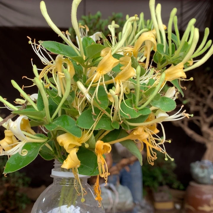 无花朵金银花238412687866548865258964