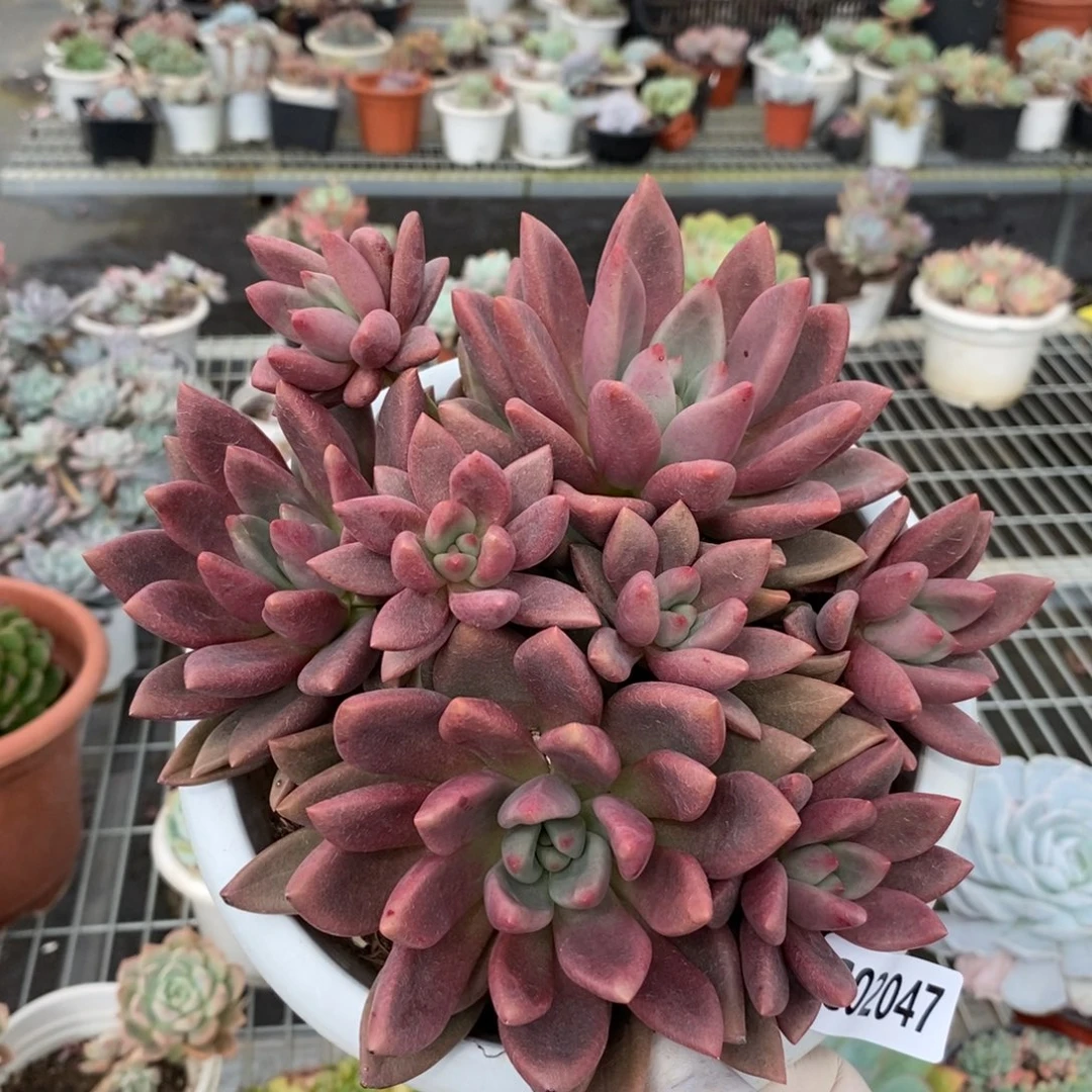 2047桃花源一物一拍