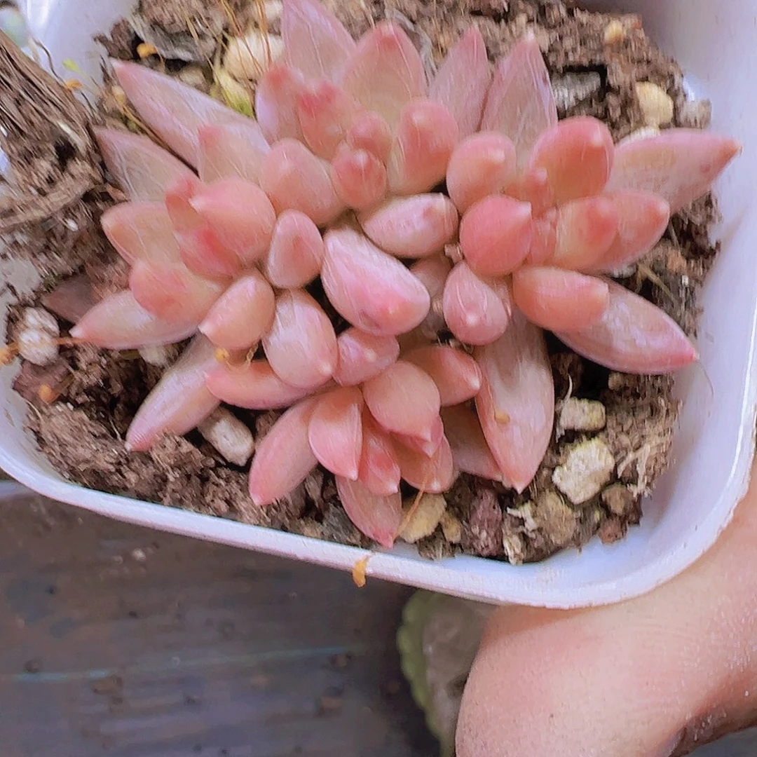 炫彩星群生19包邮