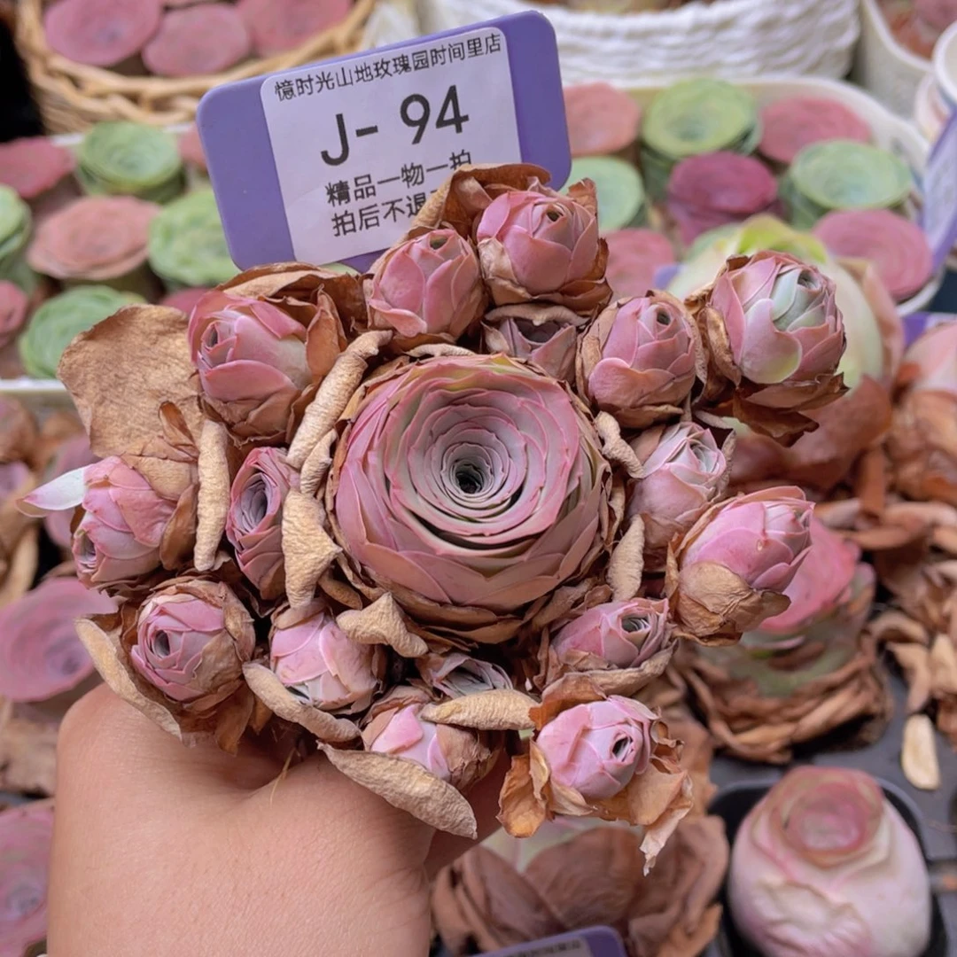 《***》山地玫瑰J94断枝不包损不售后