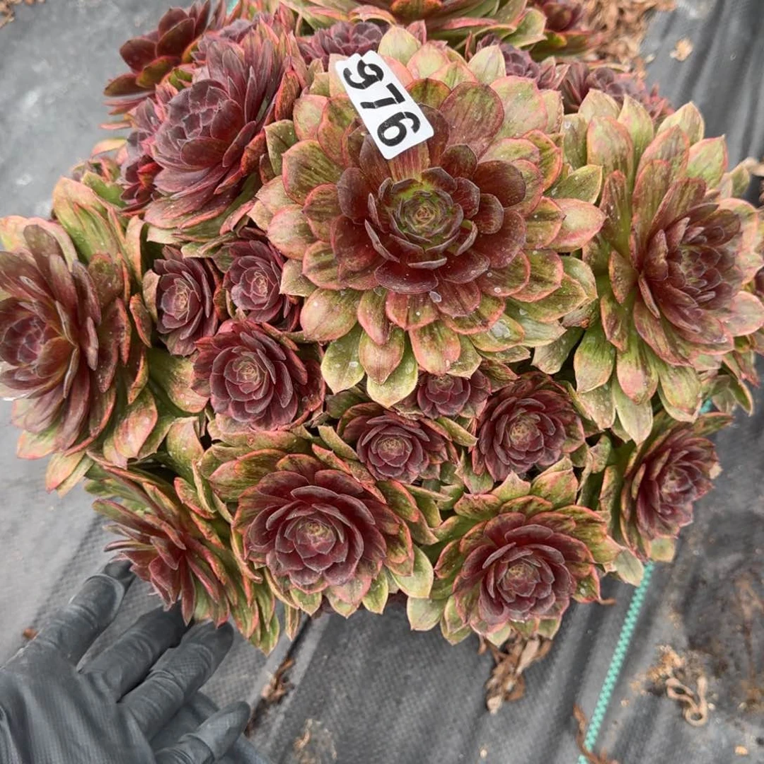 976大红丝绒多肉植物