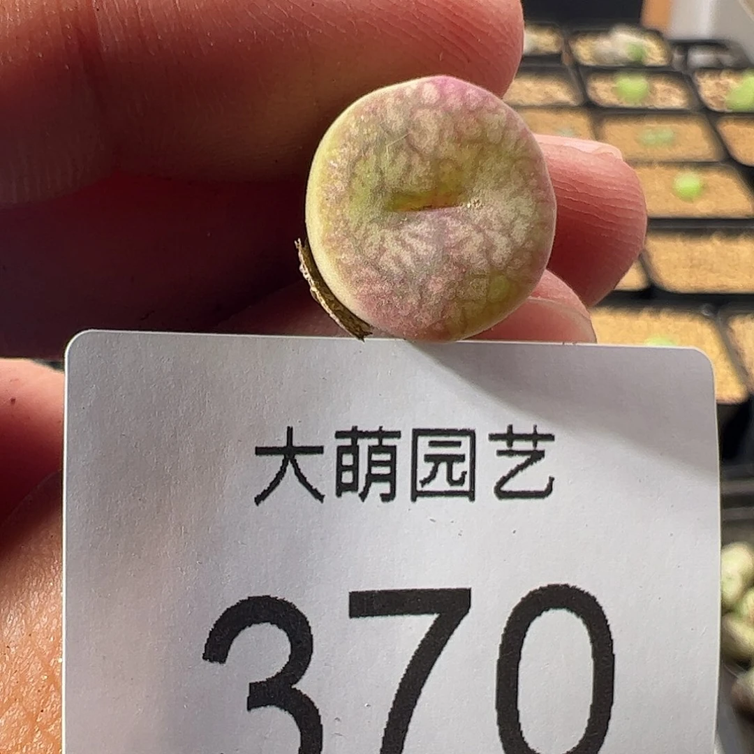 0000一物一拍。  370
