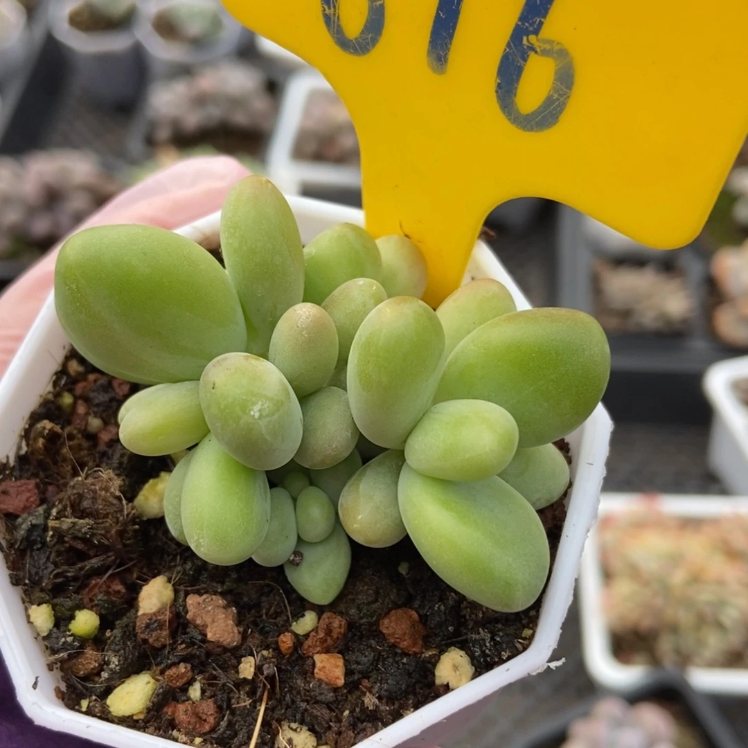 616芒果奶多肉植物保护