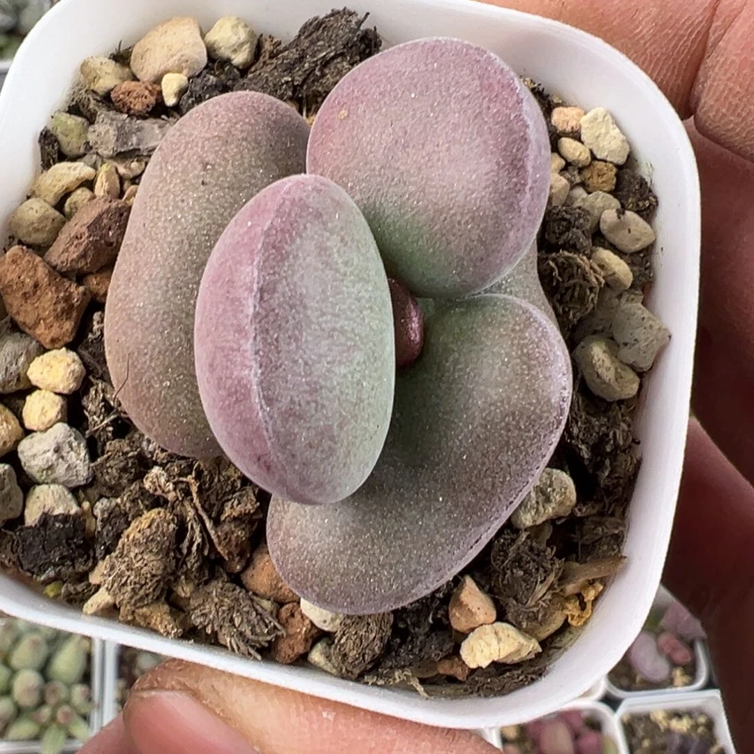 球球紫蛋花型老桩多肉植物水泡