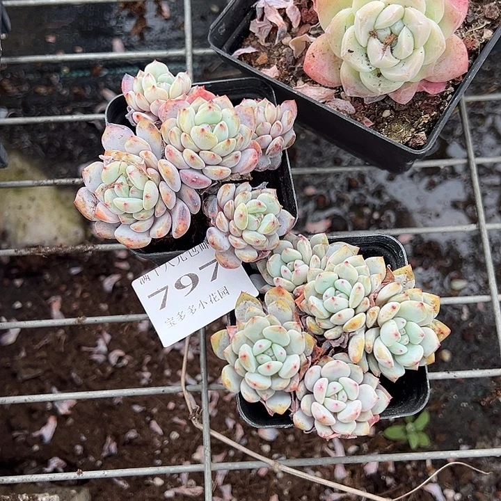 东***选797号星星橙2颗量拍多肉满18元包邮