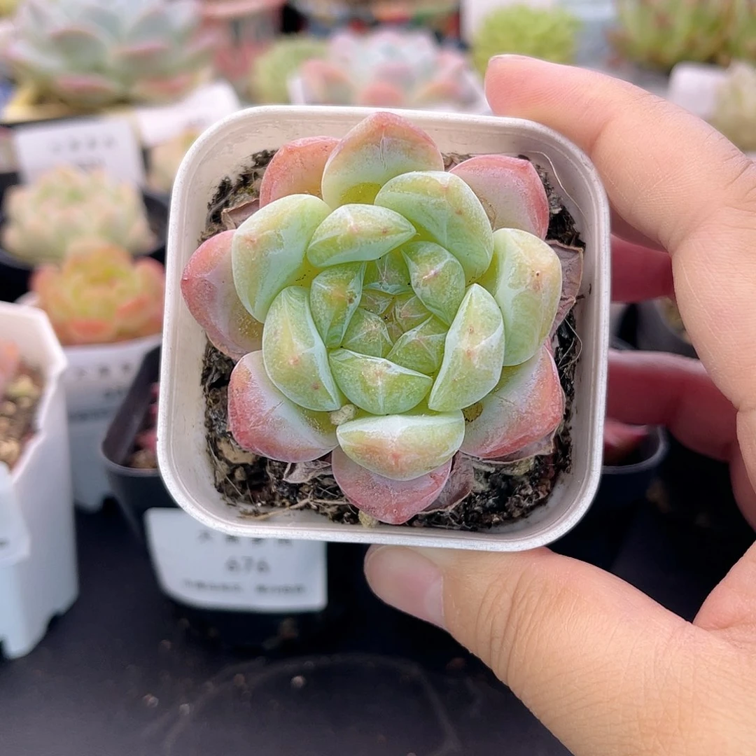 大禹多肉，686冰葡萄