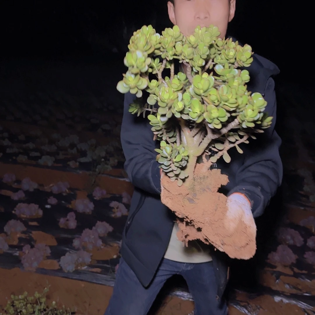 地栽姬红花月多肉1棵