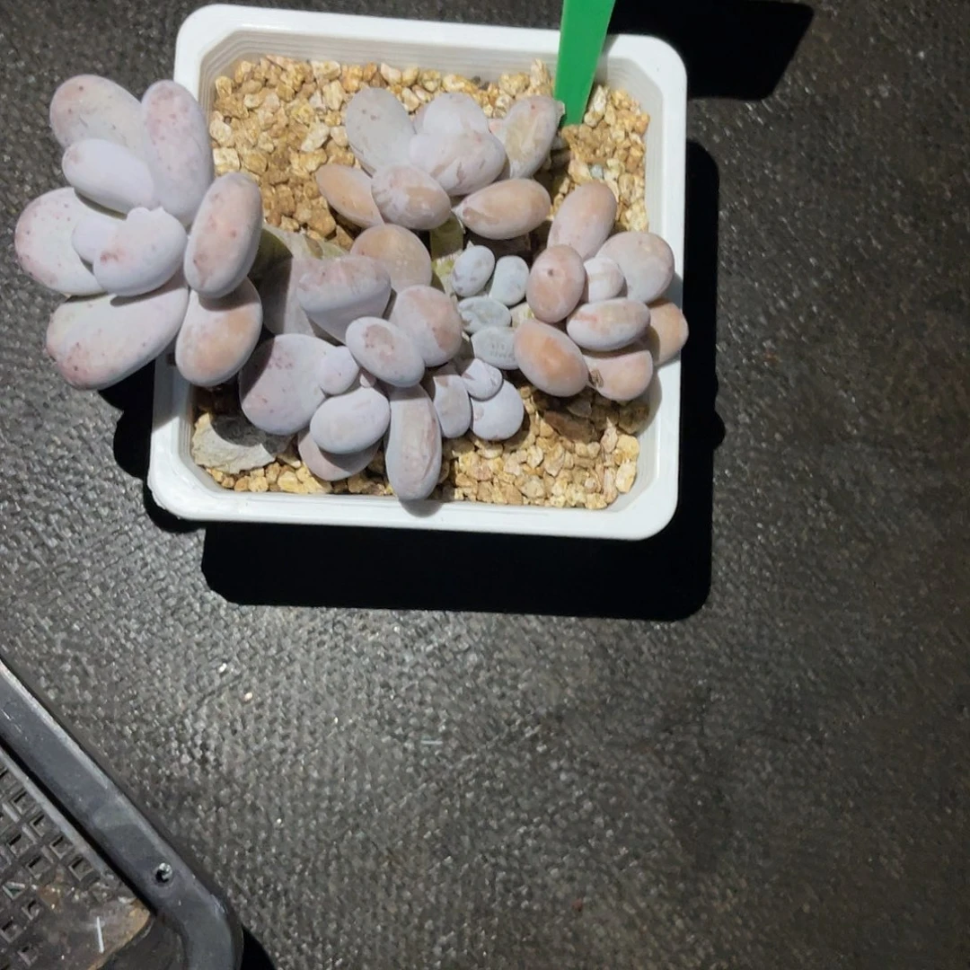 拖***水云尘多肉一物一拍872